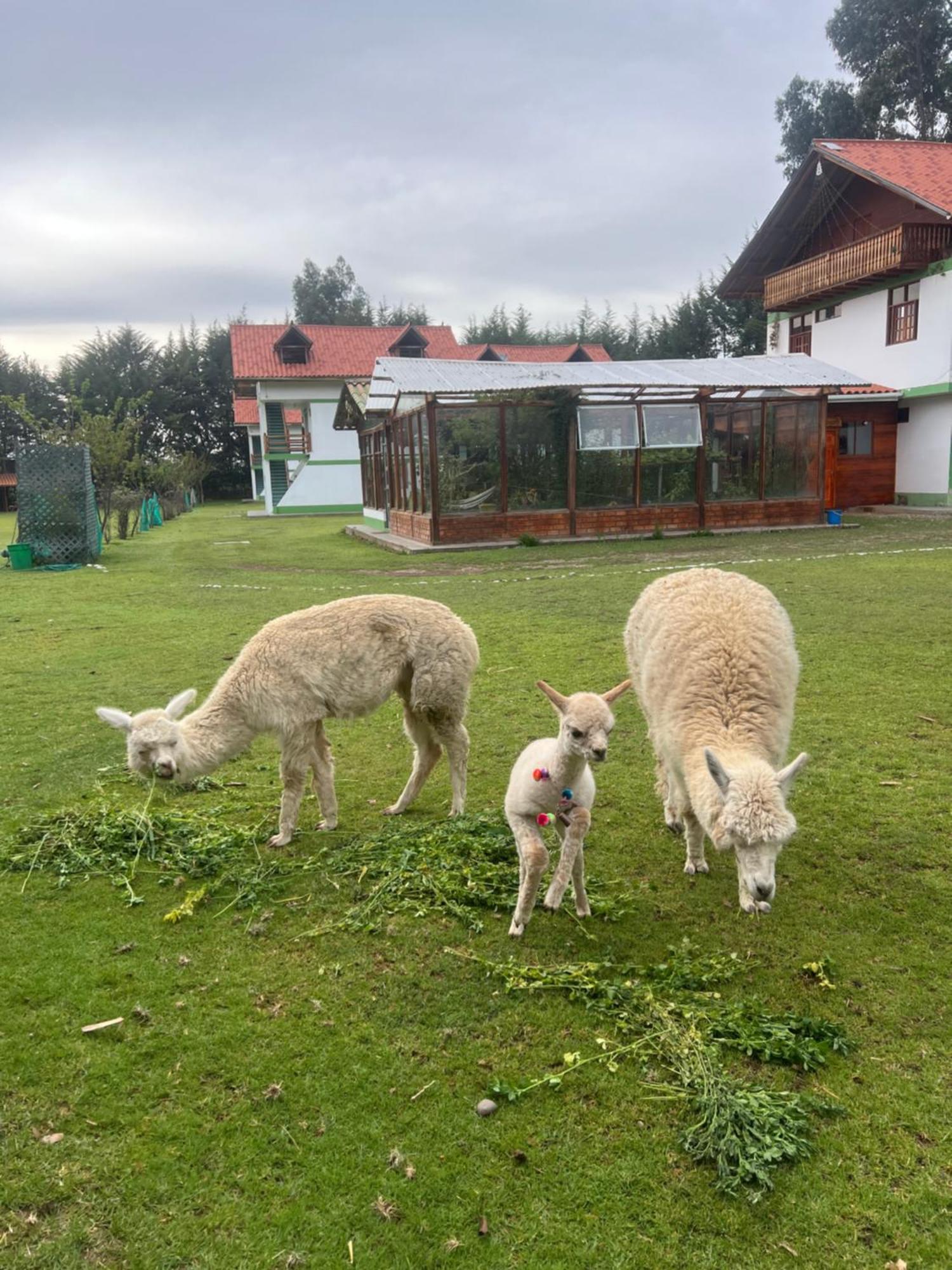 Resort Alapa Huancayo Zewnętrze zdjęcie